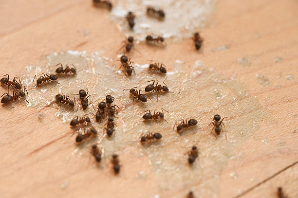 Flea Control Services in Sunflower, MS