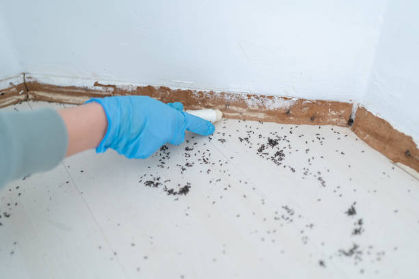 Best Affordable Pest Control Services  in Sunflower, MS